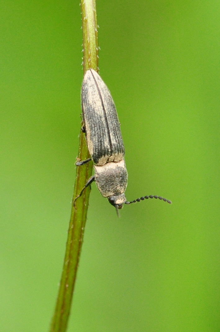 Strano Elateridae da ID - Cidnopus pilosus